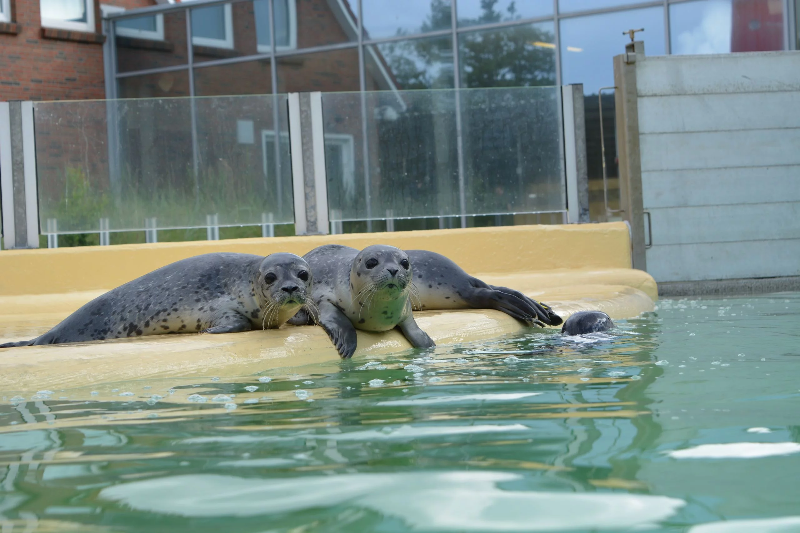 csm_Heuler_2015__c__Seehundstation_Norddeich__5__b69d846374
