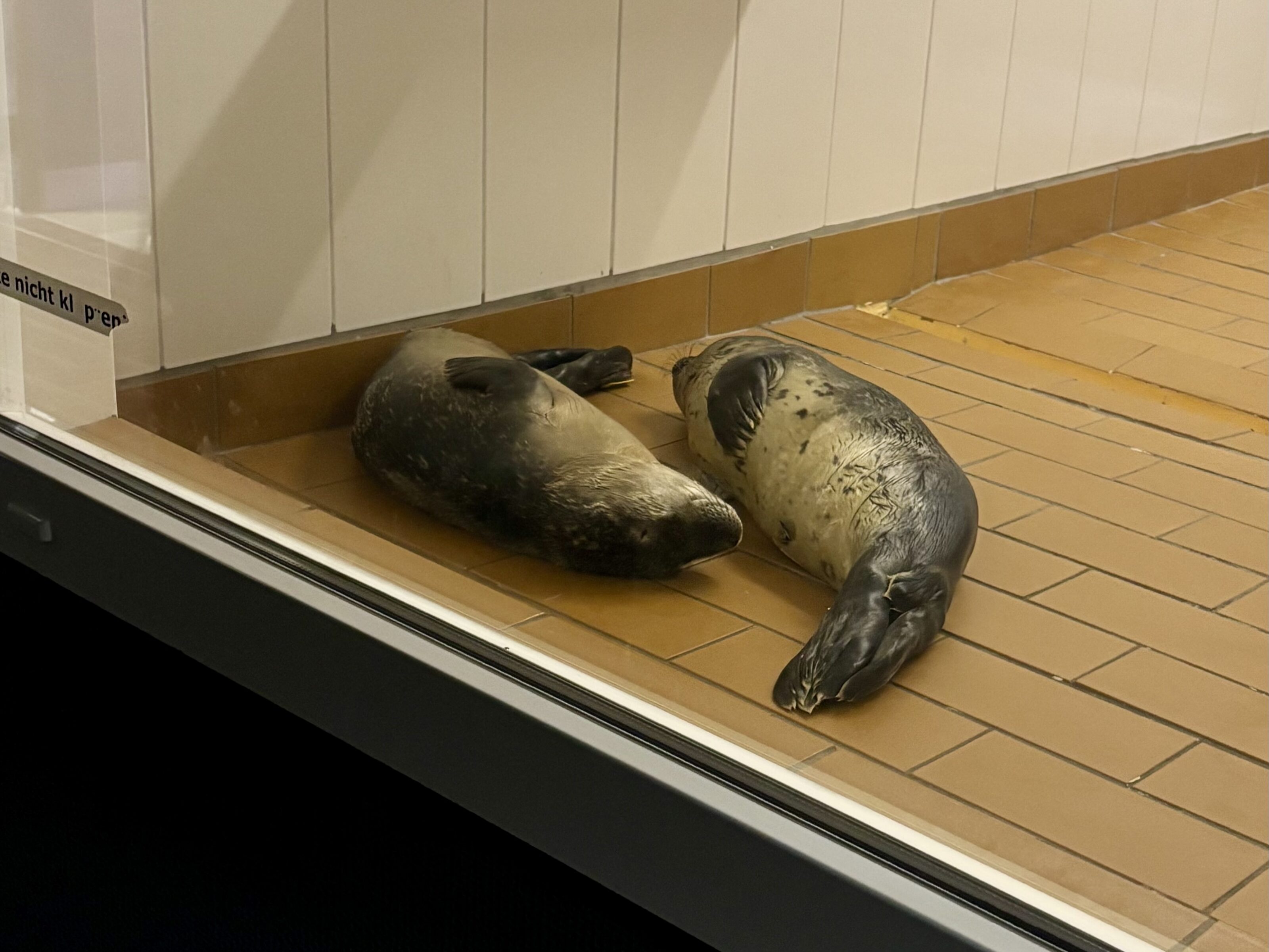 Nahaufnahme zweier junger Seehunde (Heuler), die friedlich nebeneinander auf dem braunen Fliesenboden ruhen. Die Aufnahme ist durch das Besucherfenster der Seehundestation Norddeich entstanden.